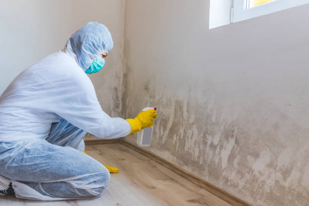 Licensed Commercial Mold Remediation service in Brush Prairie, WA - WQB Mold Removal
